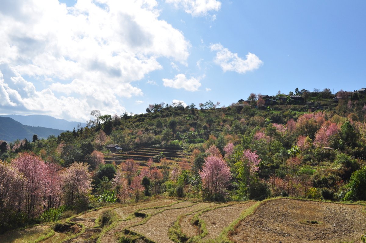 Cherry Blossom  : Magnificient Landscape of Ukhrul District, Manipur  :: 2016