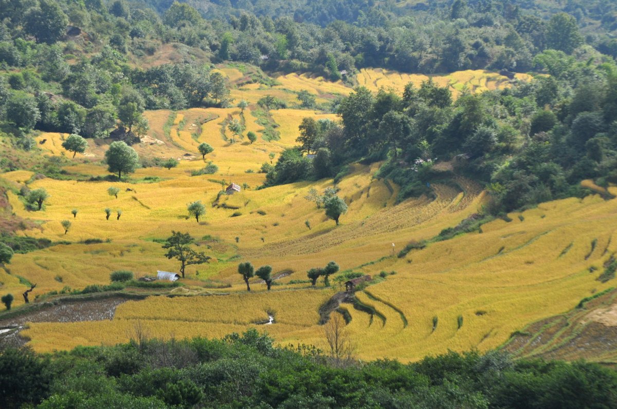 A Field : Magnificient Landscape of Ukhrul District, Manipur  :: 2016