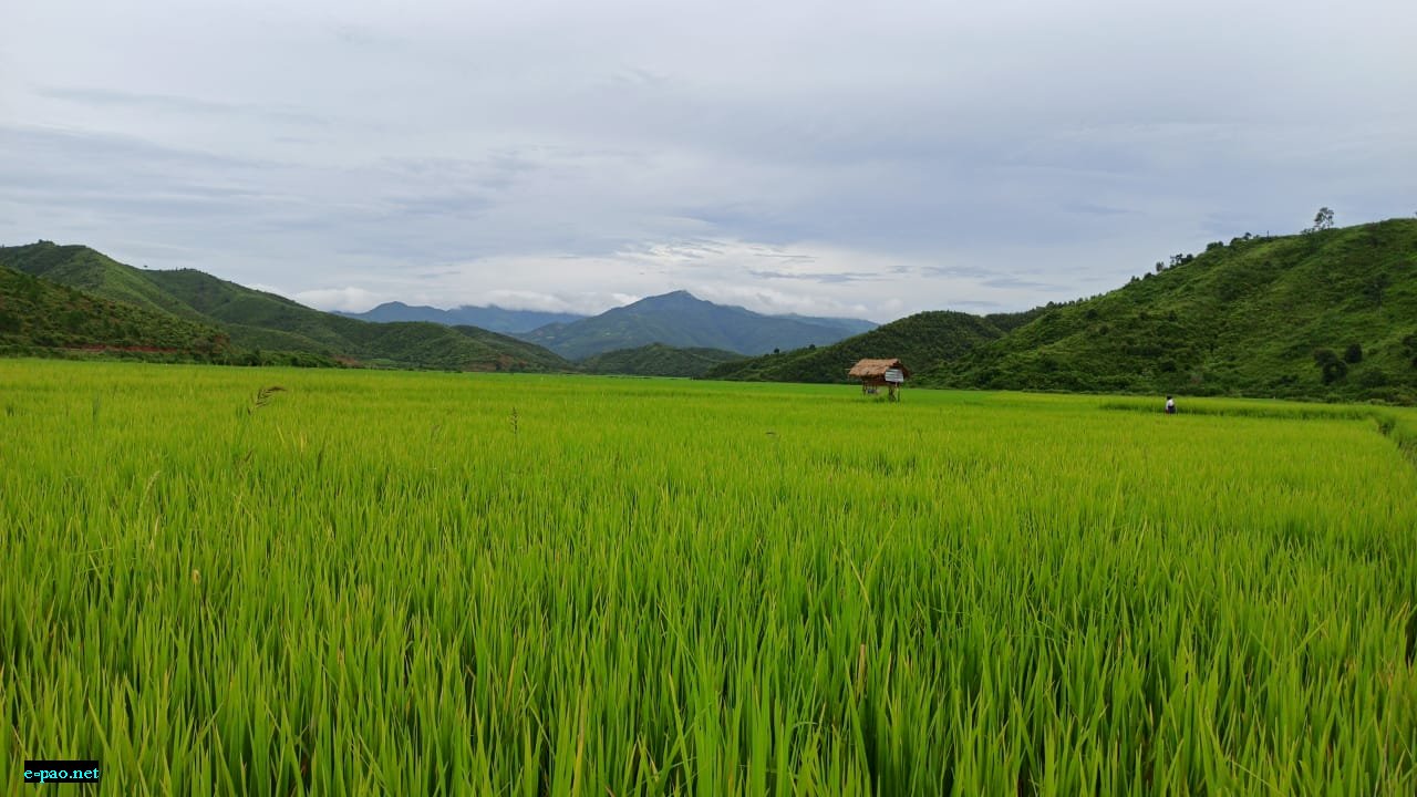 Glanced around the lush green paddy field of Kamu Koireng :: September  2020