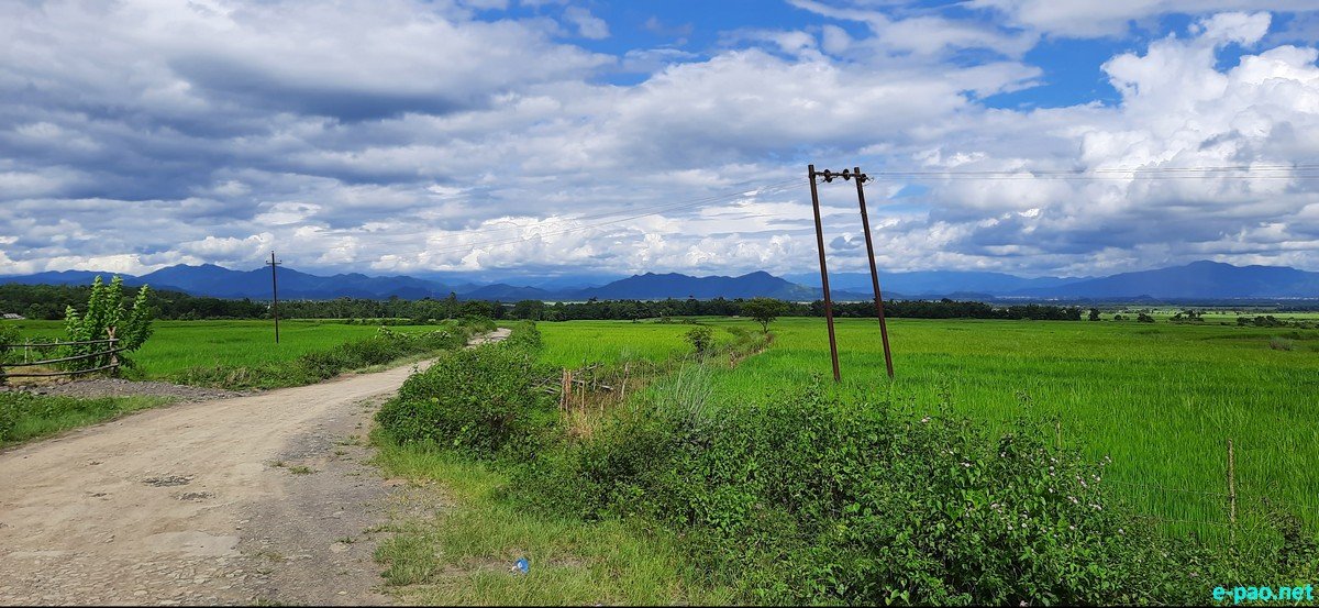 Glanced around the lush green paddy field of Longa Koireng :: September  2020