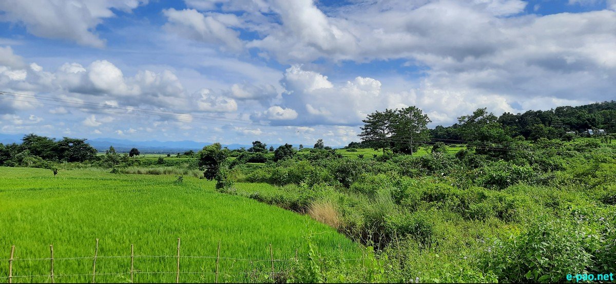 Glanced around the lush green paddy field of Longa Koireng :: September  2020