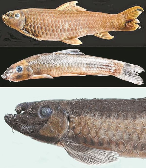 3 new fish species discovered in Assam, Manipur