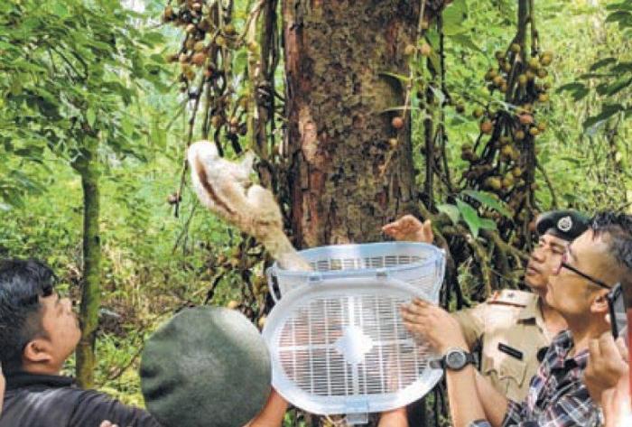 PFA Manipur rescues animals
