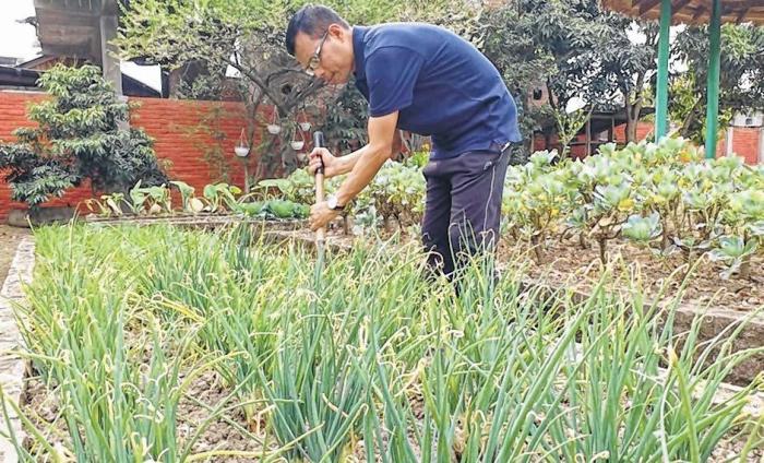  Kitchen gardening grabs attention of the health conscious -  February 23 2020  