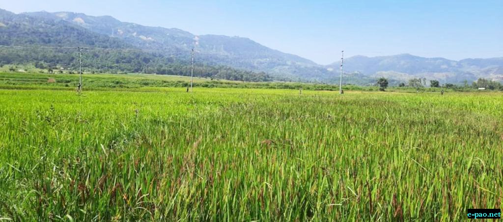 Paddy Harvesting kicks off under Security Cover at Imphal West district's Sangaithel :: October 21, 2023