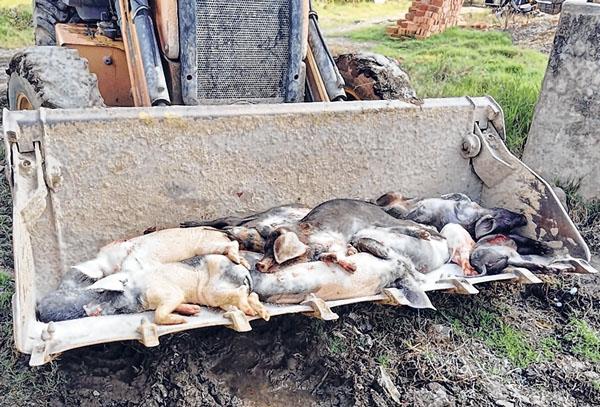 African Swine Fever outbreak : Over 300 pigs culled