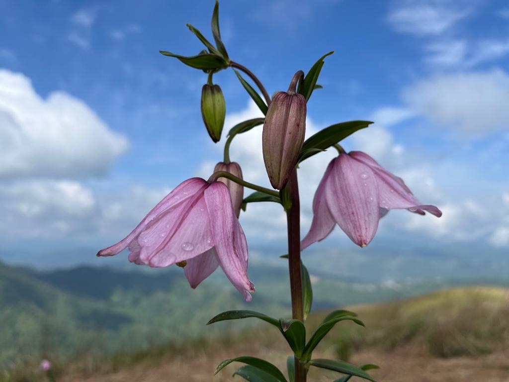 Shirui Lily - The state flower of Manipur , which is grown only in Shirui mountain peaks
