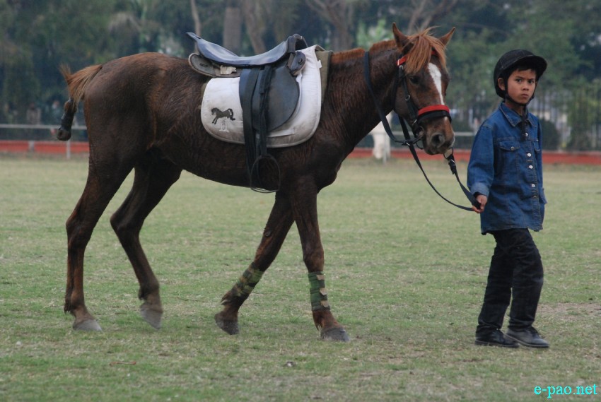 Manipuri Pony:  at 24th Governor's Cup Invitation Polo Tournament on Mapal Kangjeibung, Imphal :: 4 March 2014