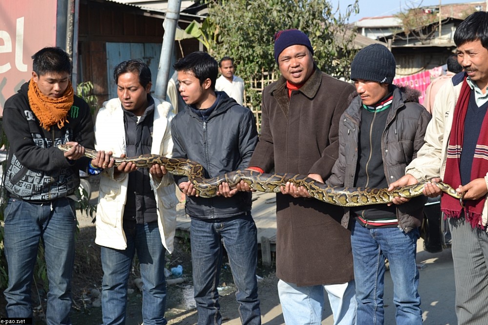 An eight-foot long python captured at Kumbi Khuga Wangma, Bishnupur and handed over by PFA to State Zoo :: January 11 2013
