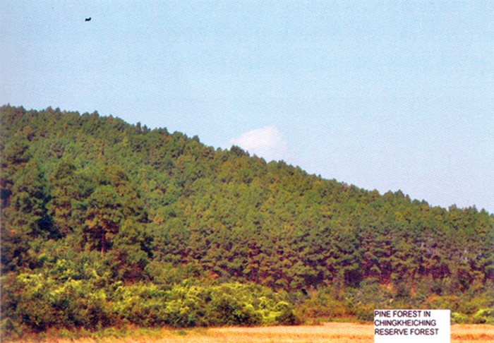Pine forest in Chingkheiching Reserve Forest