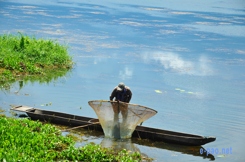 A fisherman at the picturesque Loktak Lake in the first week of June 2103