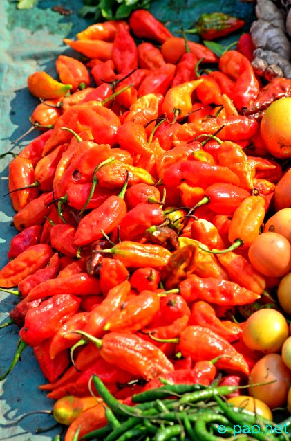 Umorok the hottest chilli of the world - grown in Manipur North Eastern states of India