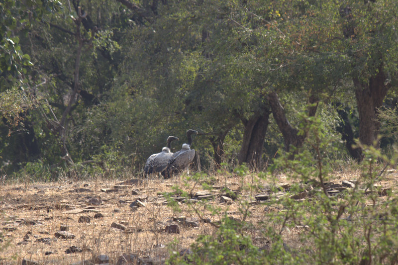   Long-billed Vulture - BNHS Photo library