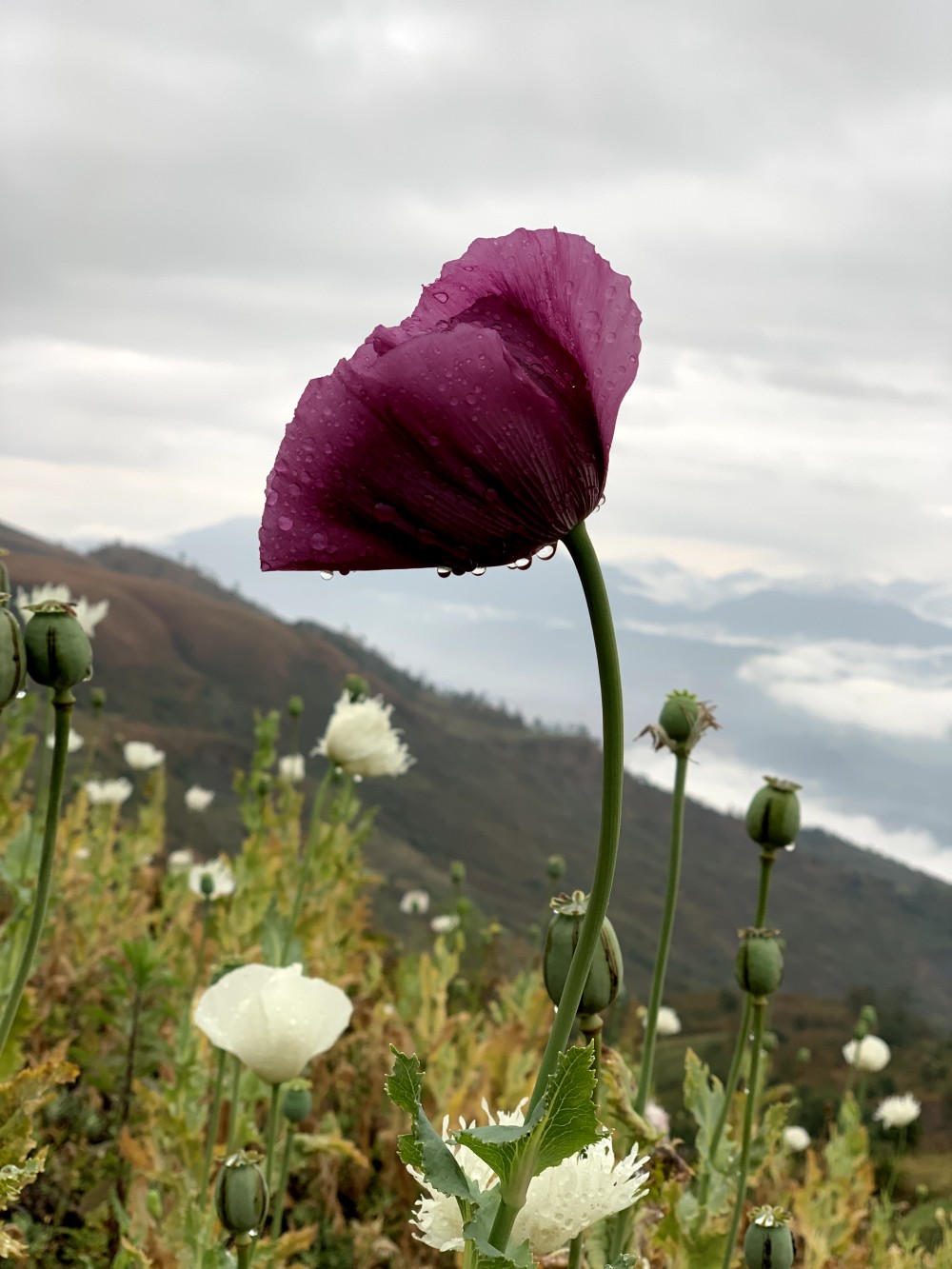 Illicit poppy cultivation in Manipur :: February 2023