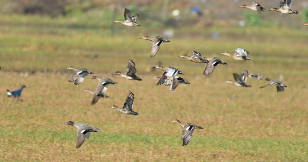 Green-winged Teals (Surit) : Reviving Lamphelpat: A triumph for Conservation in Manipur :: March 2024