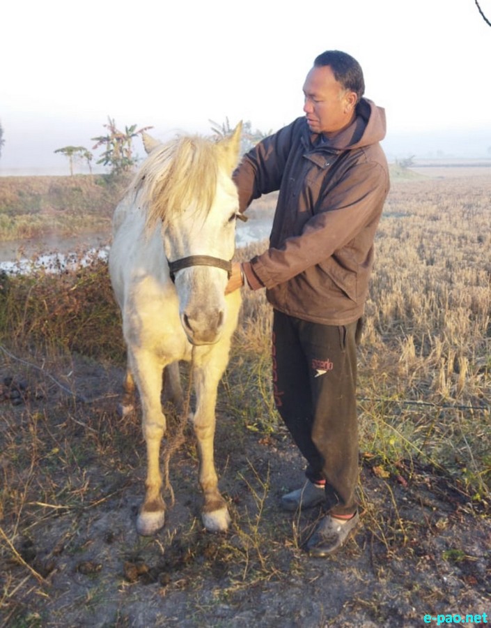 Manipur's original Polo Ponies :: January 2024