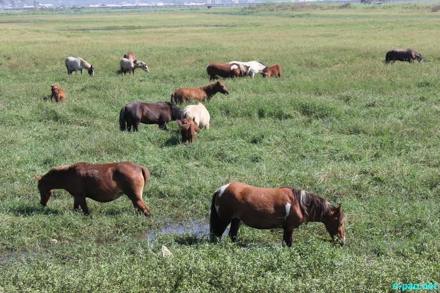   Endangered heritage: The precarious future of Manipur's original Polo Ponies 