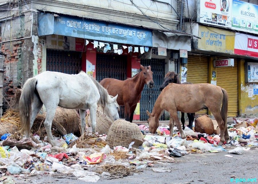 Manipur's original Polo Ponies :: January 2024